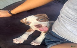 American Bully dogs for sale: Princess - Image 4