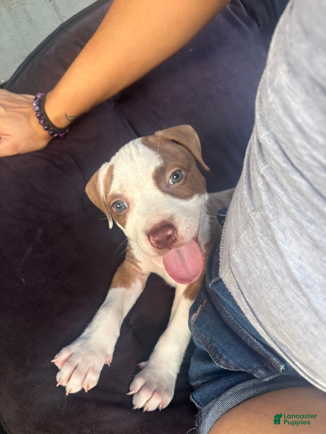 American Bully dogs for sale: Princess - Image 4