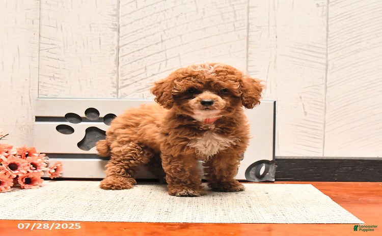 Miniature Poodle dogs for sale - Ad 3