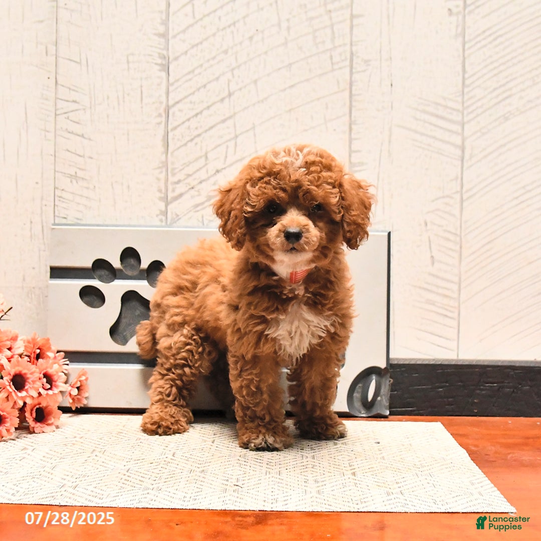 Miniature Poodle dogs for sale: Ziggy - Image 1