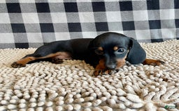 Miniature Dachshund dogs for sale: Nessa - Image 8