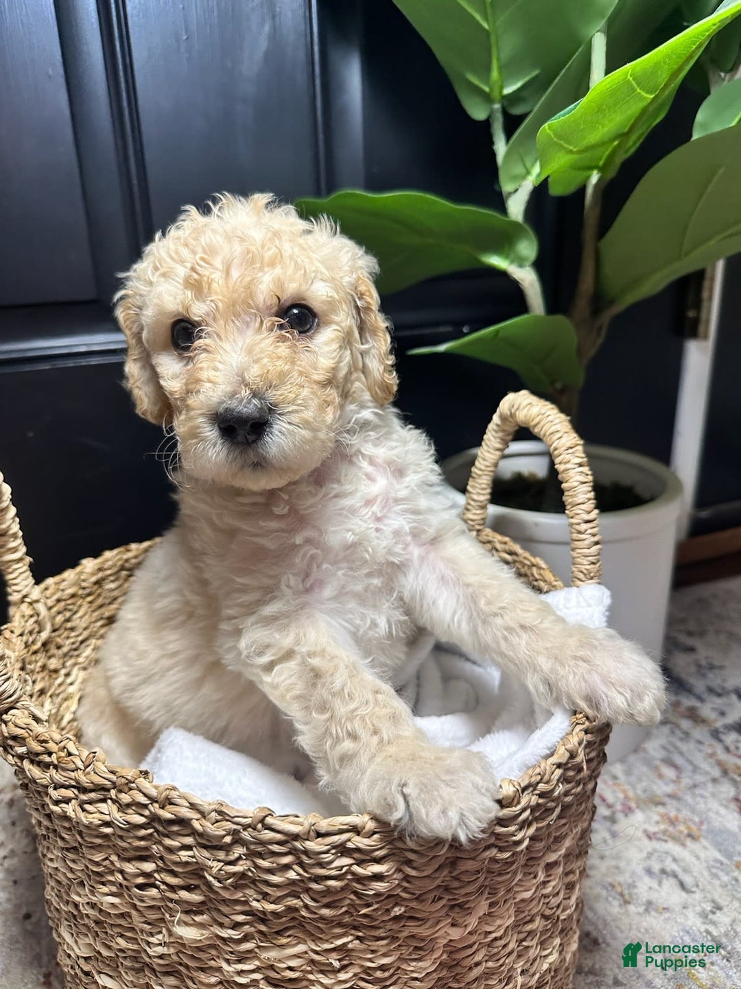 Standard Poodle dogs for sale: Standard Poodle 8 puppies - Image 1