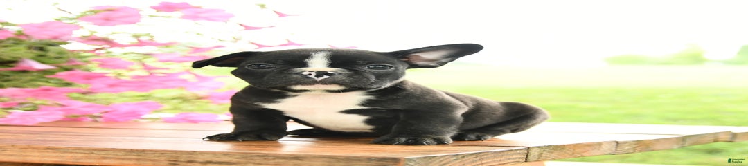 Gus