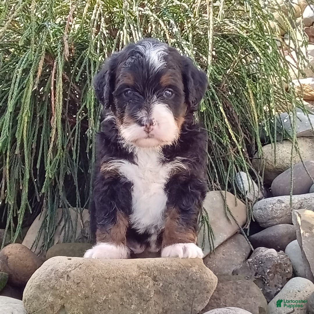 Mini Bernedoodle dogs for sale: Oakley - Image 39