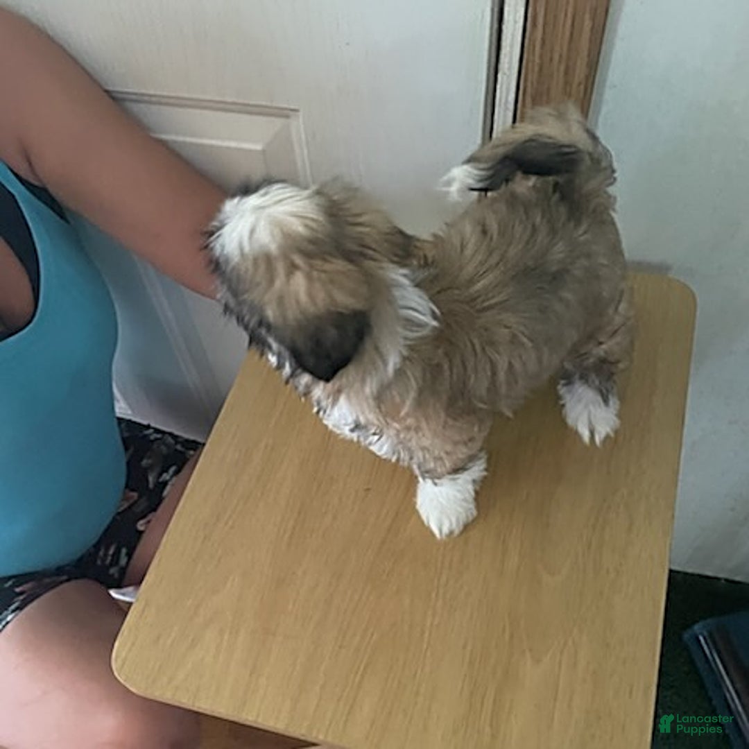 Shih Tzu dogs for sale: Baby Doll - Image 5