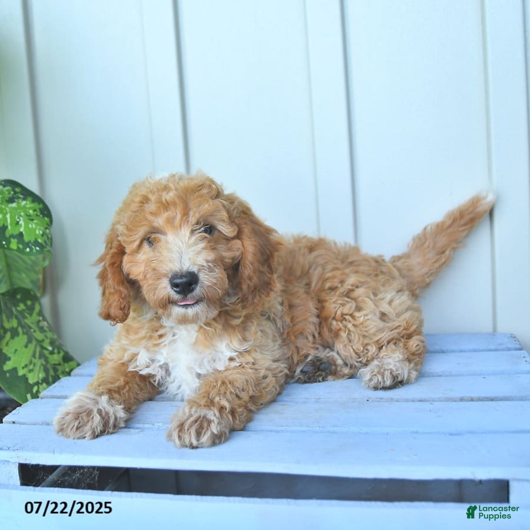 Mini Goldendoodle dogs for sale: Nollie - Image 10