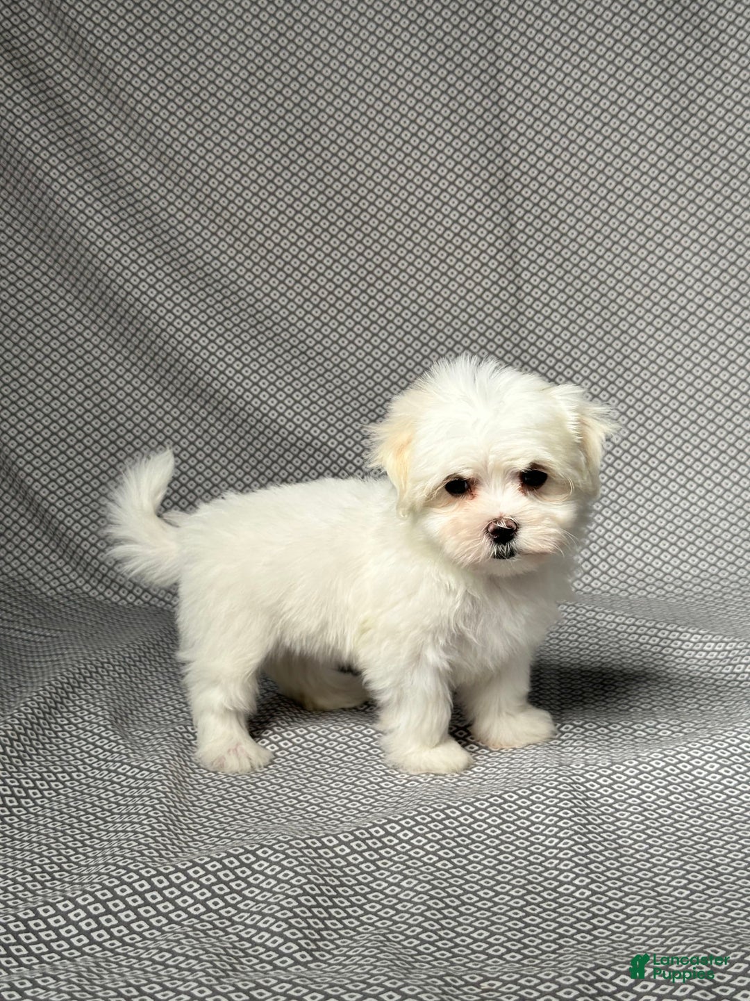 Maltese dogs for sale: Lydia - Image 2
