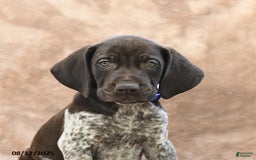 German Shorthaired Pointer dogs for sale: Washington - Image 2