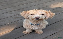 Bichpoo dogs for sale: Piper - Image 7