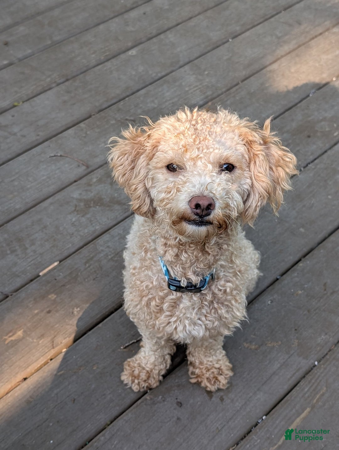 Bichpoo dogs for sale: Piper - Image 7