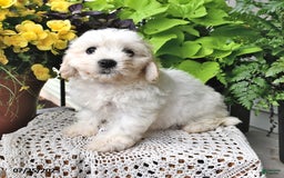 Cavachon dogs for sale: Molly - Image 2