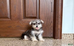 Morkie dogs for sale: Tiny - Image 3