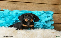 Miniature Dachshund dogs for sale: Jelly Bean - Image 4