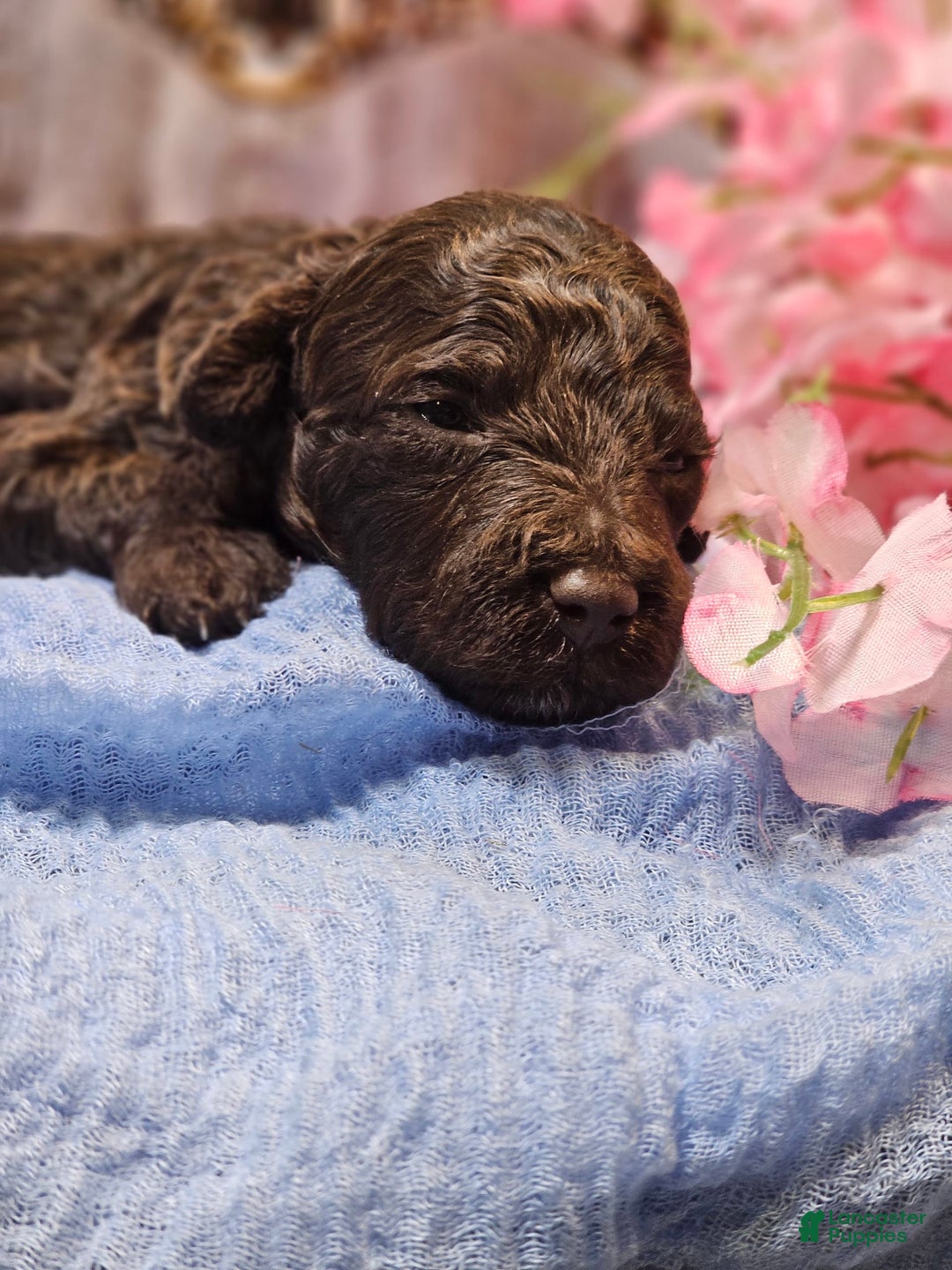 Mini Goldendoodle dogs for sale: Georgia - Image 4