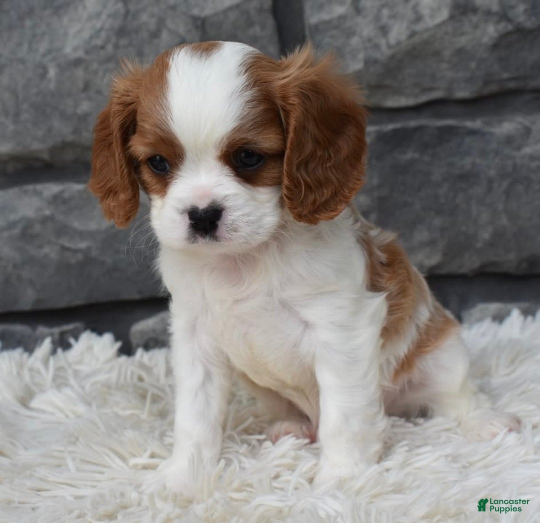 Cavalier King Charles Spaniel dogs for sale: Buster - Image 11
