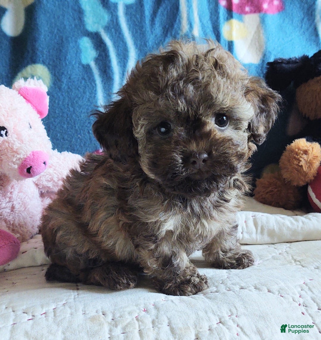 Maltipoo dogs for sale: Chocolate Peanut - Image 2