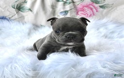 Frenchton dogs for sale: Rocky - Image 1