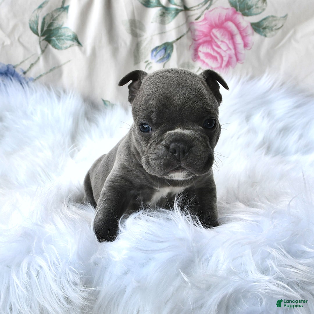 Frenchton dogs for sale: Rocky - Image 1