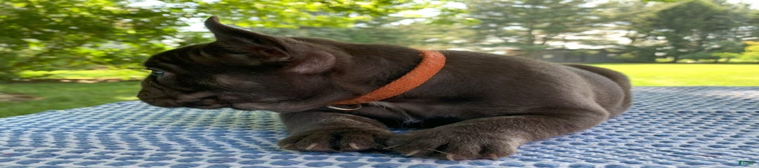 Coco