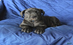 Cane Corso dogs for sale: Meadow - Image 7