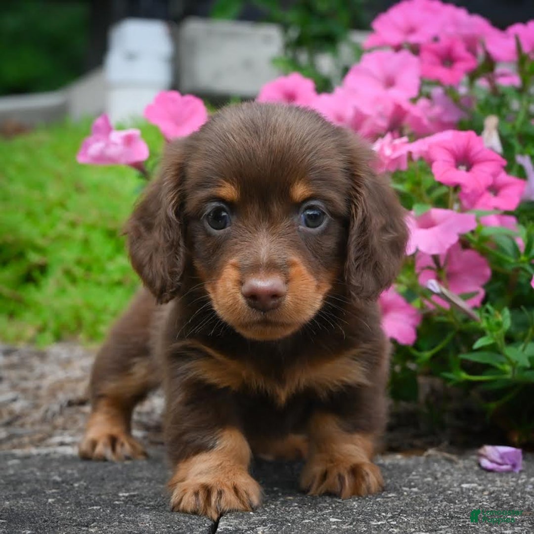 Miniature Dachshund dogs for sale: Snoopy - Image 2