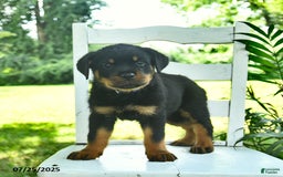 Rottweiler dogs for sale: Charlie - Image 1