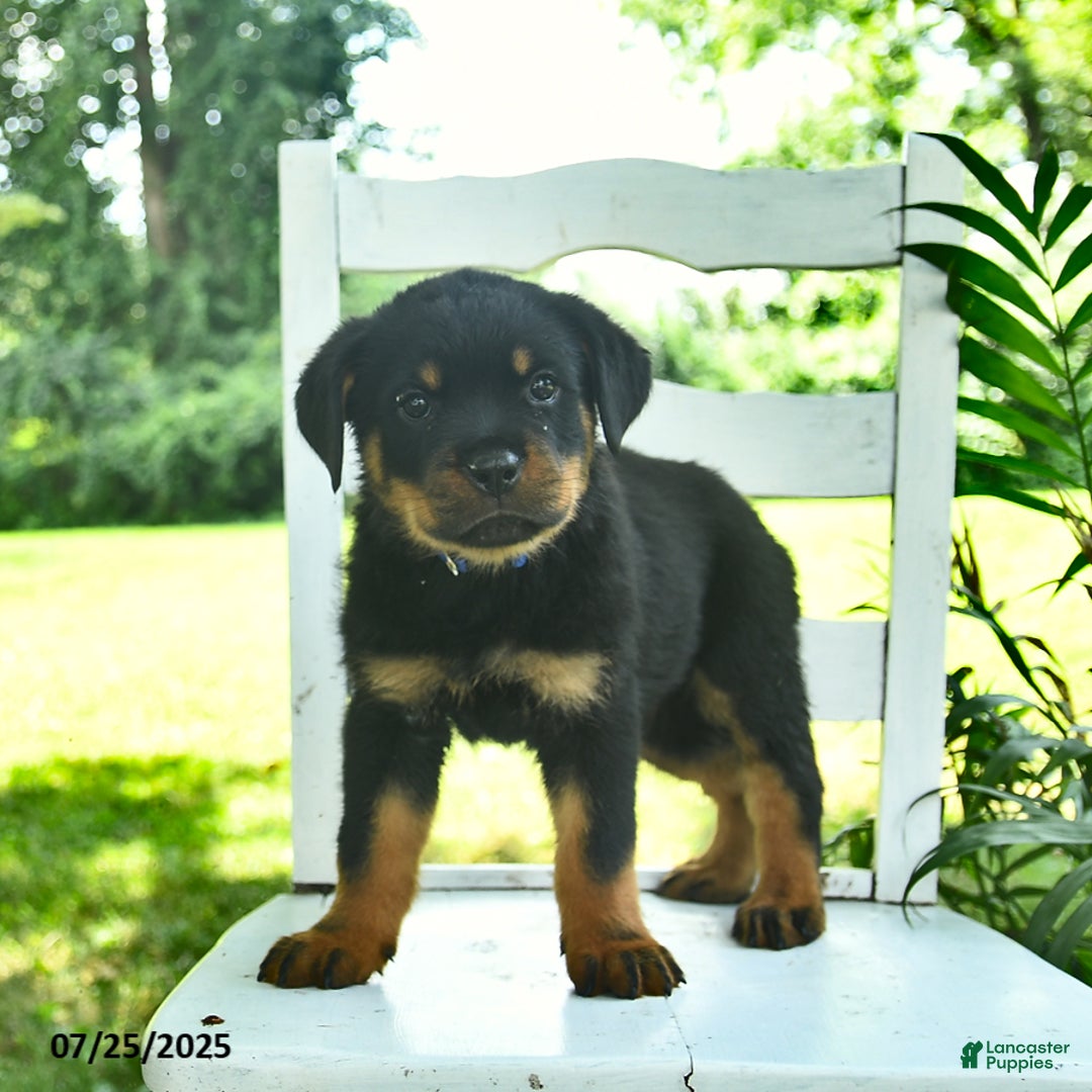 Rottweiler dogs for sale: Charlie - Image 1