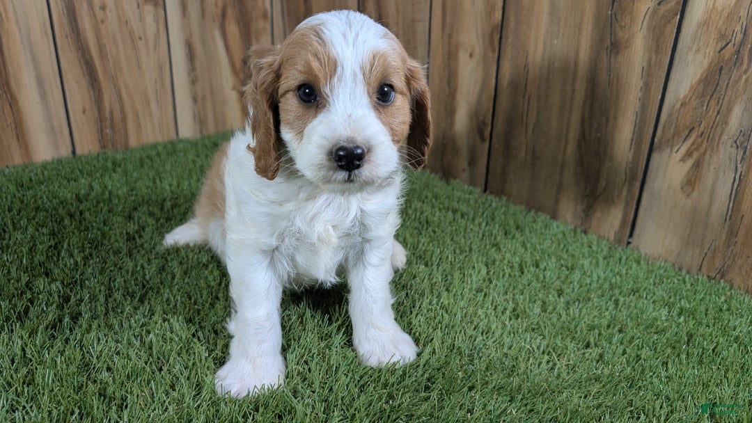 Cavapoo dogs for sale: Cocoa Girl 1 - Image 1