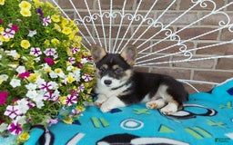 Welsh Corgi Pembroke dogs for sale: Chase - Image 9