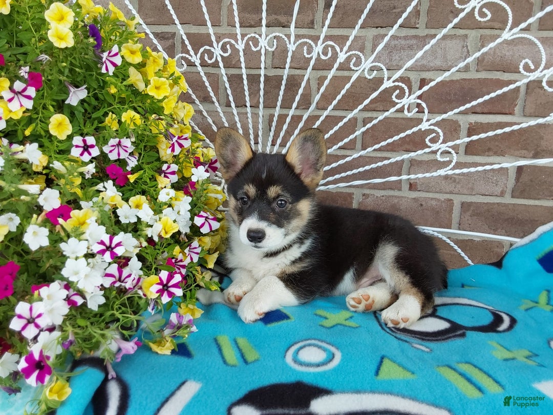 Welsh Corgi Pembroke dogs for sale: Chase - Image 9