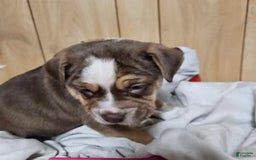 Puggle dogs for sale: Toby - Image 3