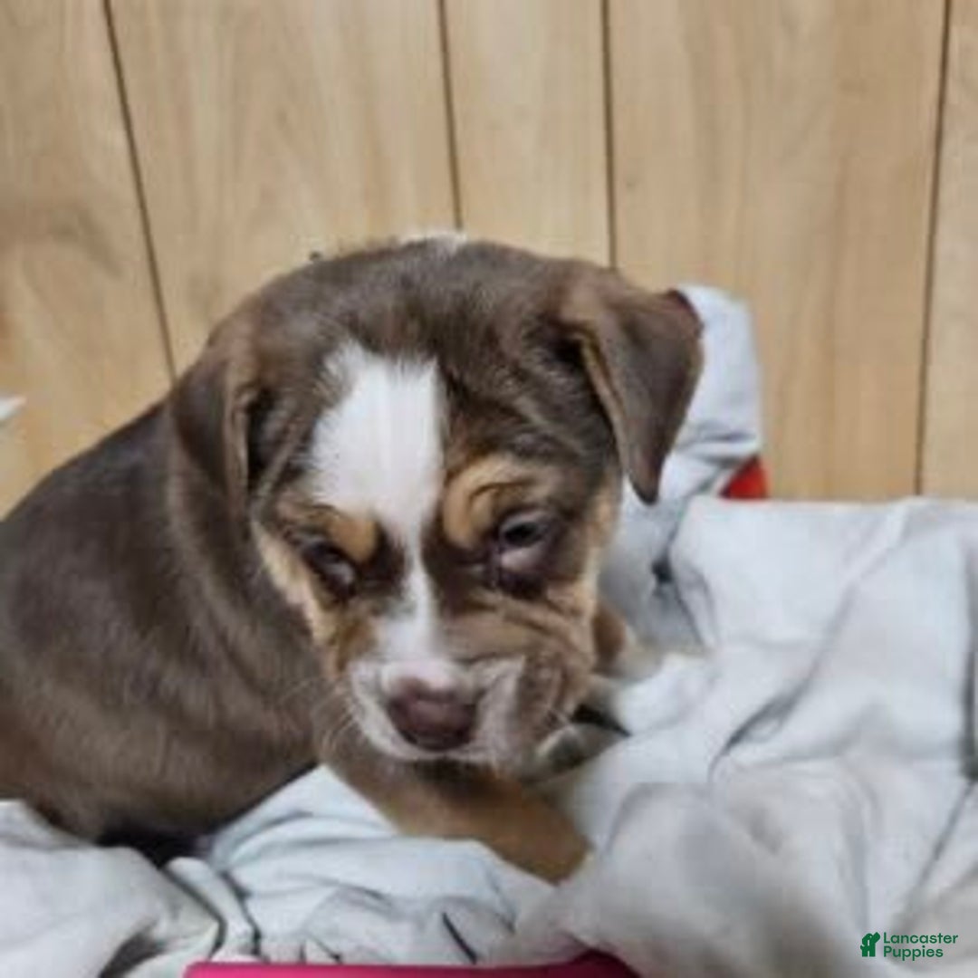 Puggle dogs for sale: Toby - Image 3