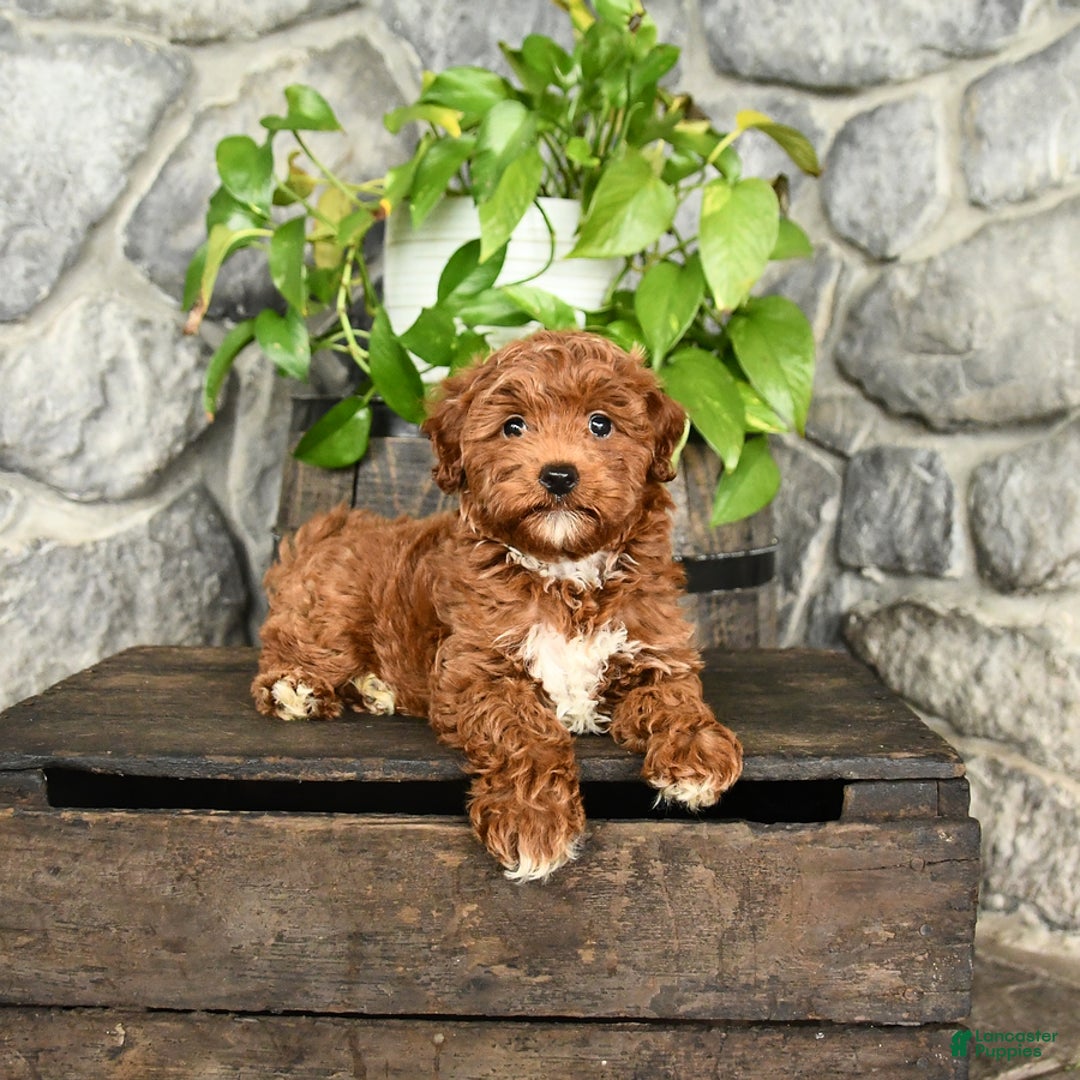 Cockapoo dogs for sale: Star - Image 4