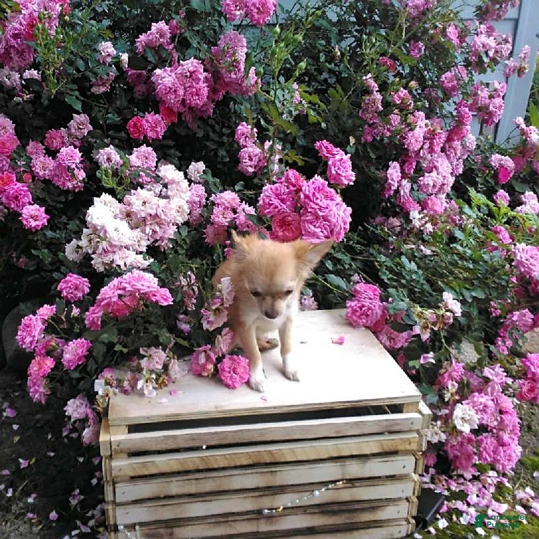 Chihuahua dogs for sale: Clarabell - Image 3