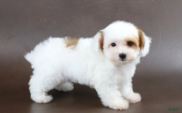 Yorkiepoo dogs for sale - Ad 4