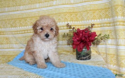 Mini Goldendoodle dogs for sale: Lewis - Image 12