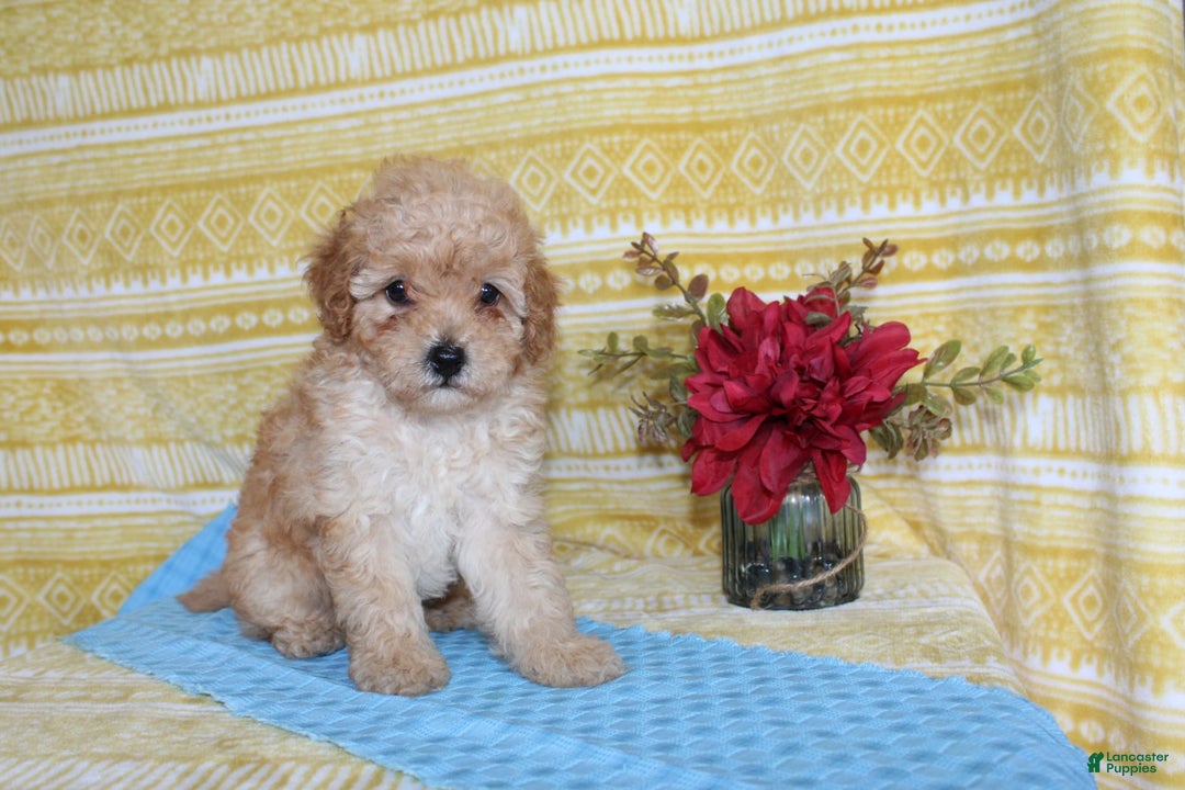 Mini Goldendoodle dogs for sale: Lewis - Image 12