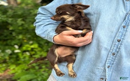 Chihuahua dogs for sale: Hershey - Image 8
