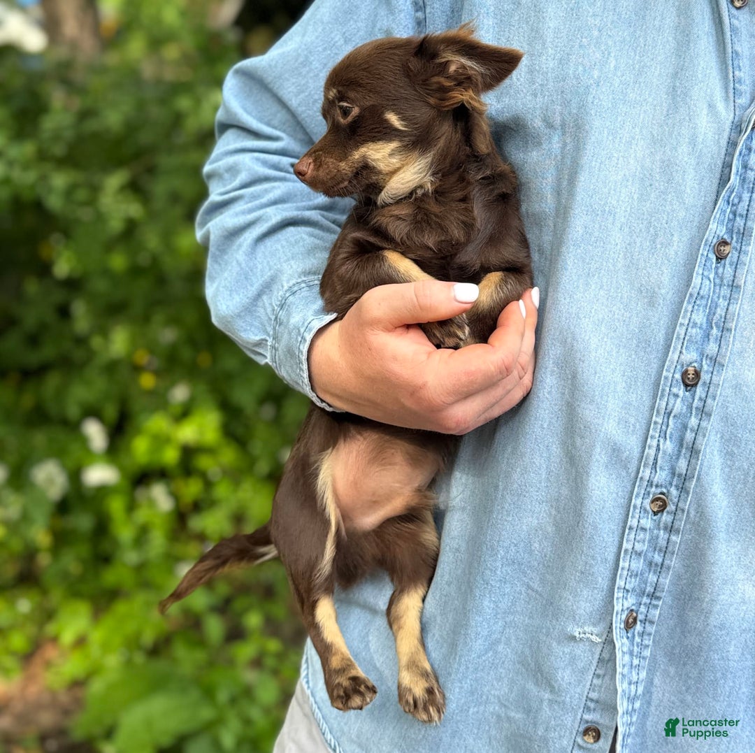 Chihuahua dogs for sale: Hershey - Image 8