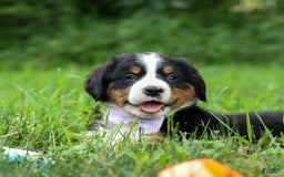 Bernese Mountain Dog dogs for sale: Suse - Image 5