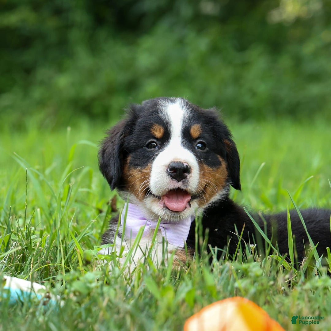 Bernese Mountain Dog dogs for sale: Suse - Image 5