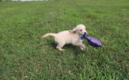 Golden Retriever dogs for sale: Costa - Image 11
