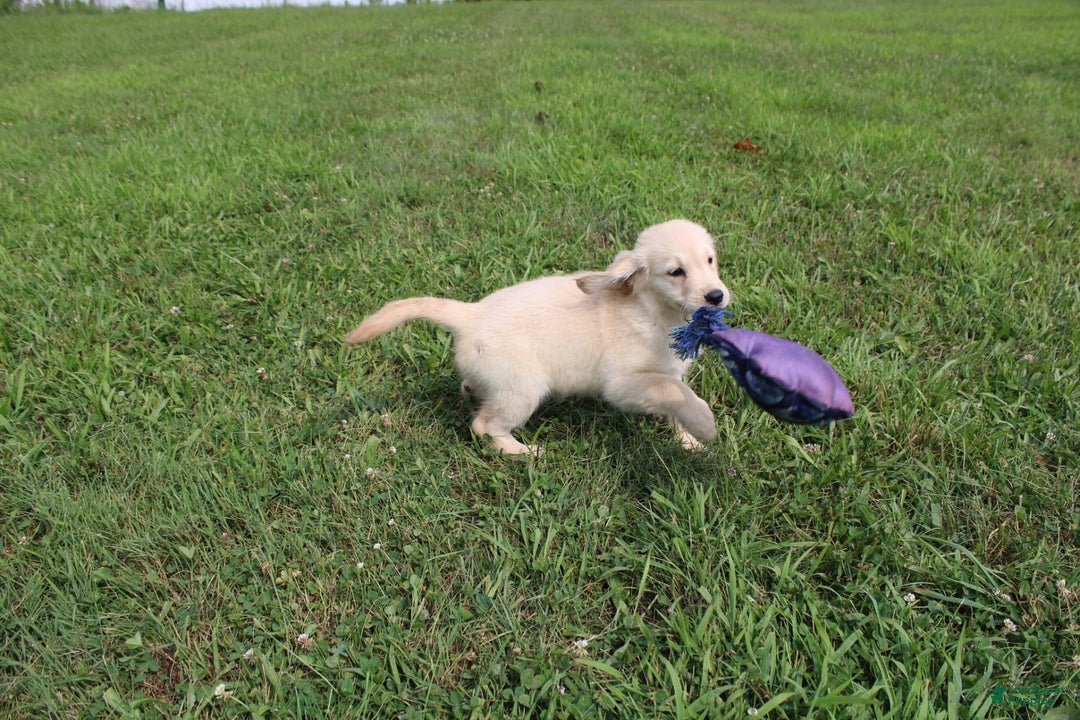 Golden Retriever dogs for sale: Costa - Image 11