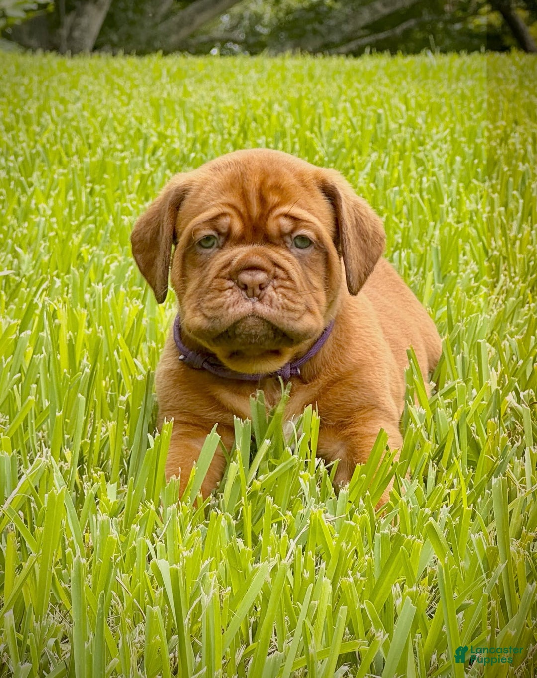 Dogue De Bordeaux dogs for sale: Green Female - Image 7
