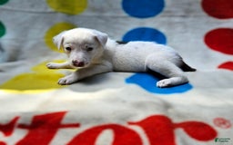 Border Collie dogs for sale: Charlie - Image 12