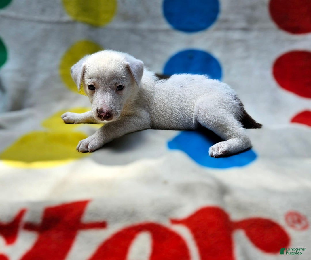Border Collie dogs for sale: Charlie - Image 12