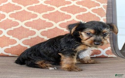 Yorkshire Terrier dogs for sale: Grayson - Image 4