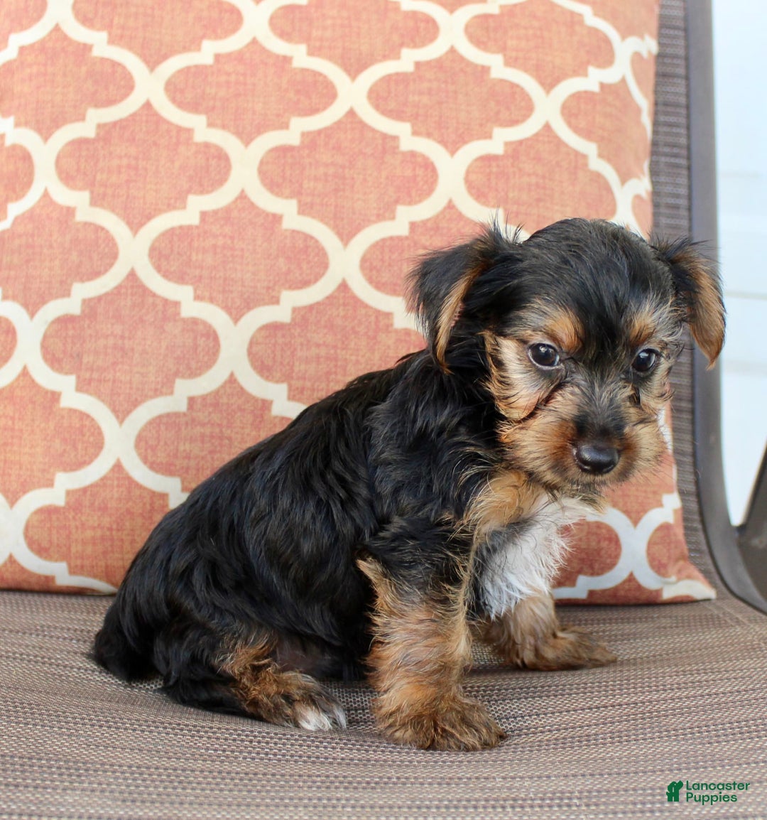 Yorkshire Terrier dogs for sale: Grayson - Image 4