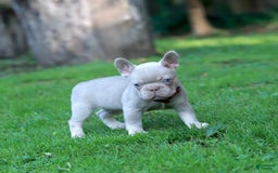 French Bulldog dogs for sale: Demi - Image 4