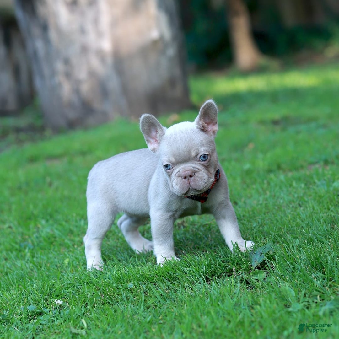 French Bulldog dogs for sale: Demi - Image 4